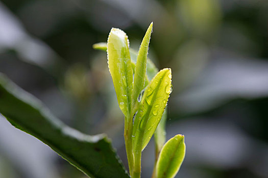 杭州西湖龙井茶园嫩茶新茶特写