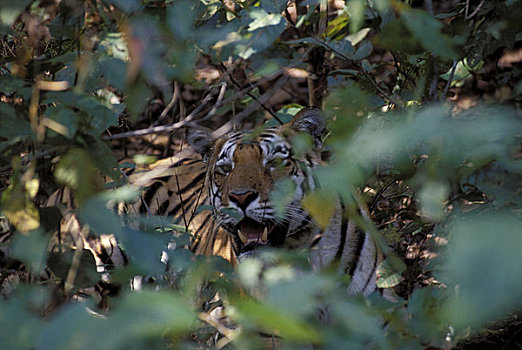 印度,中央邦,省,甘哈国家公园,虎