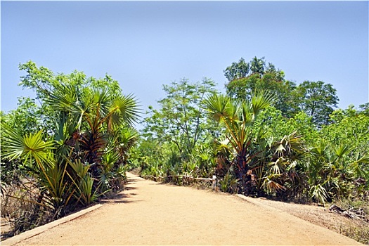 风景,热带,红色,砾石,道路,小路