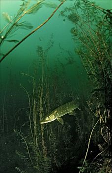 白斑狗鱼,水生植物,巴伐利亚,德国,水下