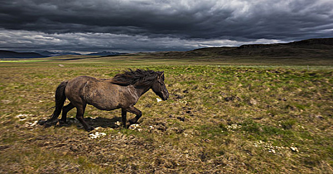 冰岛马,草地