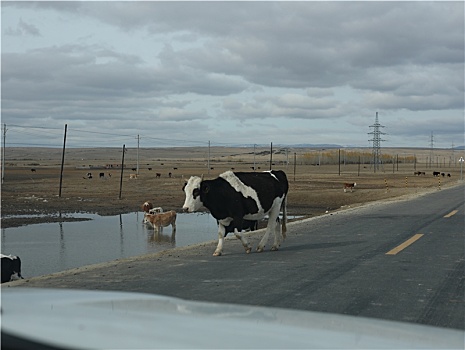 新疆阿勒泰地区山区牲畜奶牛路上野外风光冬天