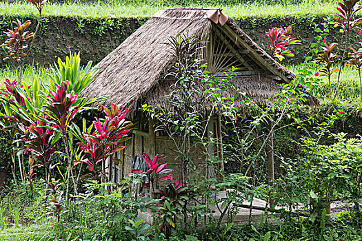 印度尼西亚,巴厘岛,彩色,乡村,房子,靠近,阶梯状,稻田