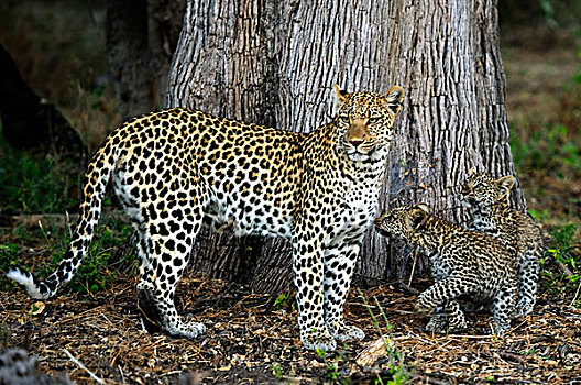 豹,母亲,幼兽,博茨瓦纳