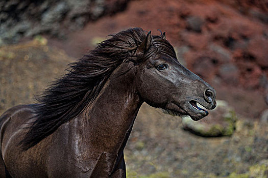 冰岛,种马