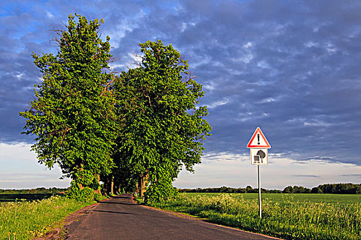 酸橙树,菩提树,椴树属,树林,道路,晚上,亮光,梅克伦堡前波莫瑞州,德国,欧洲