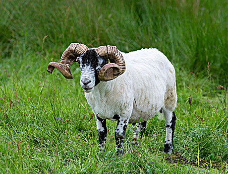 苏格兰,岛,家,修剪,成年,公羊,只有,绵羊,五月,大幅,尺寸