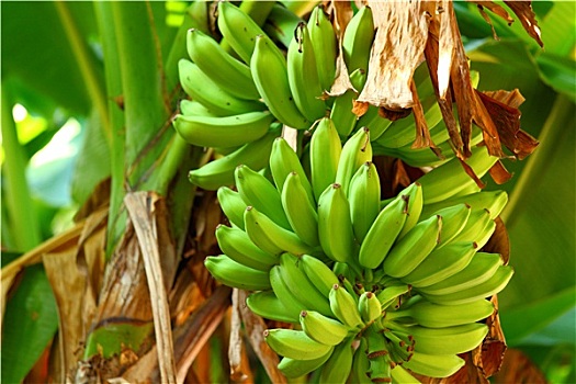 绿色,香蕉树