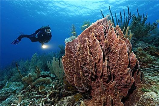 潜水员,灯,看,珊瑚礁,伯利兹,中美洲,加勒比海