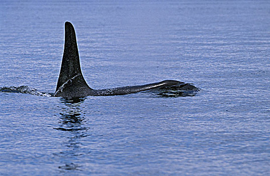 逆戟鲸,背鳍,成年,加拿大