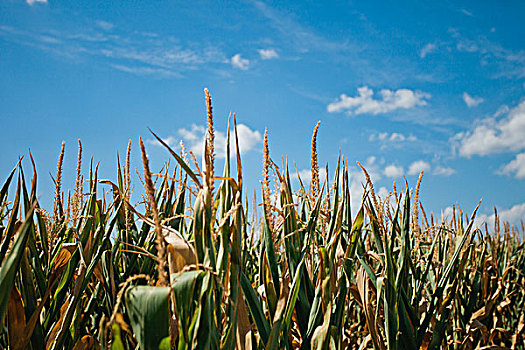 玉米,地点,蓝色,天空