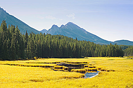 溪流,省立公园,艾伯塔省,加拿大