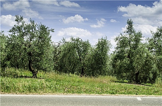 橄榄树,意大利