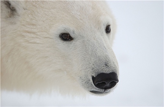 北极熊,加拿大,北方