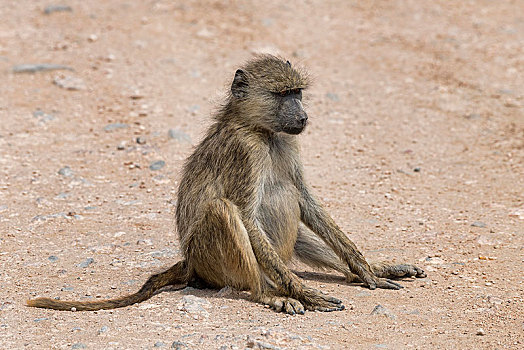 黄狒狒,成年,坐,地面,安伯塞利国家公园,肯尼亚,非洲