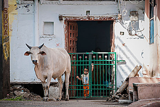 街景,神圣,母牛,乌代浦尔,拉贾斯坦邦,印度,亚洲