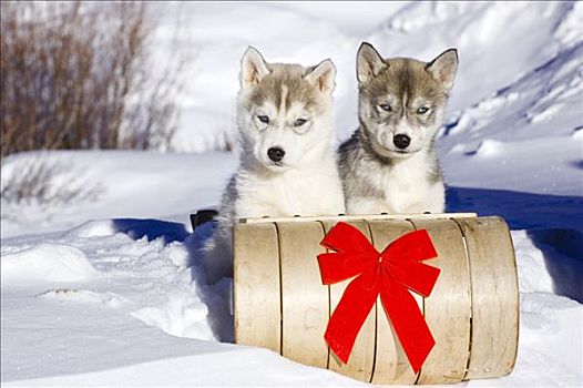 一对,西伯利亚,哈士奇犬,小狗,坐,雪橇,蝴蝶结,雪中,科罗拉多,冬天