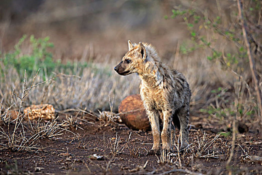 斑鬣狗,小动物,警惕,好奇,克鲁格国家公园,南非,非洲
