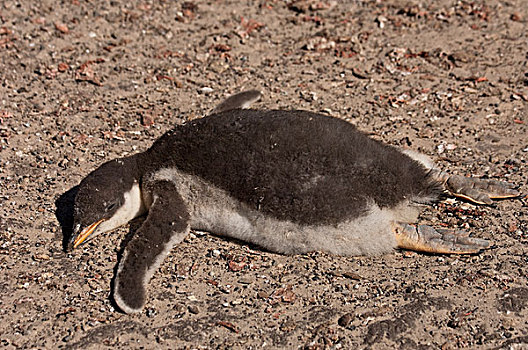 巴布亚企鹅,幼禽,睡觉,岛屿,福克兰群岛