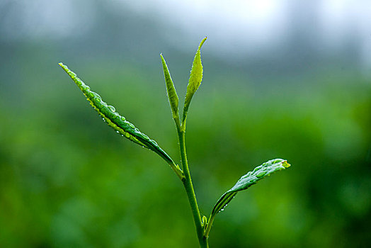 重庆天坪万亩茶叶基地茶树