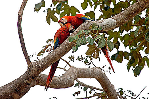 绯红金刚鹦鹉,一对,修饰,委内瑞拉