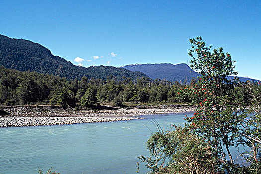 树,河边,国家公园,智利