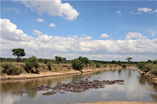 河马,马赛马拉,河,肯尼亚