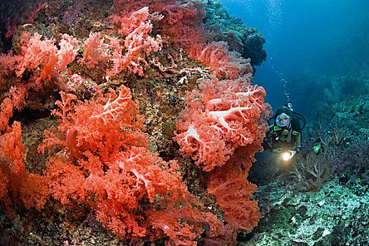 潜水,软珊瑚,宿务,菲律宾,亚洲