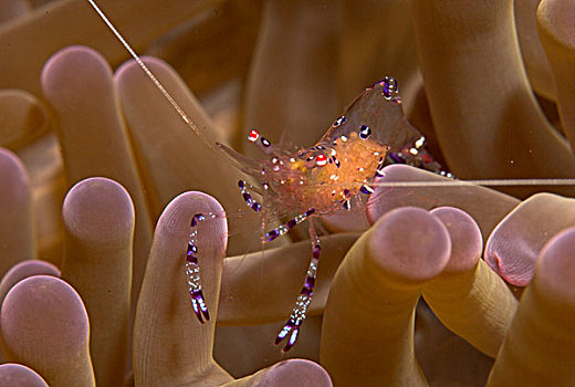 虾,银莲花,印度尼西亚,亚洲
