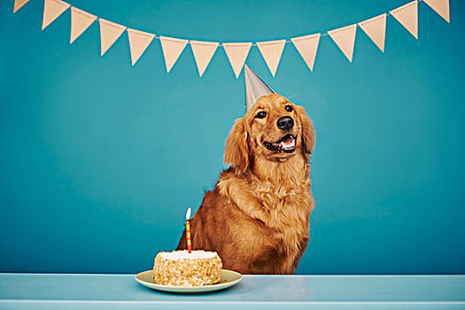 金毛猎犬,戴着,派对帽,蛋糕,一个,蜡烛,正面