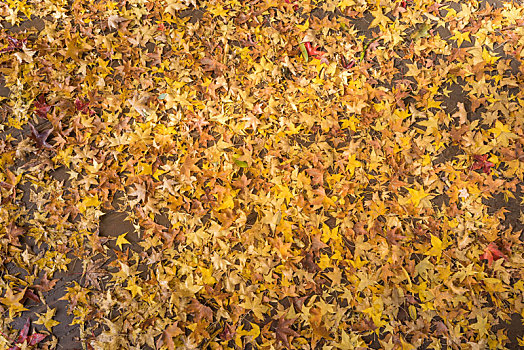 秋季雨后的树叶