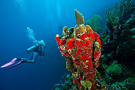 潜水,红色,海绵,海湾群岛,洪都拉斯,中美洲