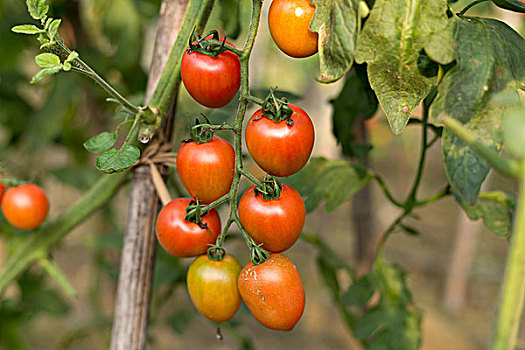 成熟,西红柿,温室