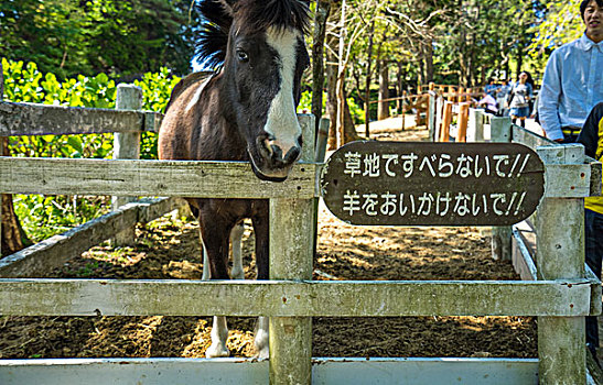 神户六甲山牧场