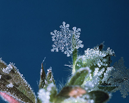 雪,晶莹