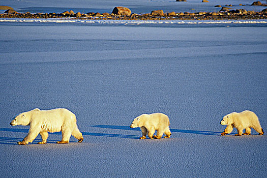 北极熊,雌性,幼兽,走,冰冻,水塘,丘吉尔市,曼尼托巴,加拿大
