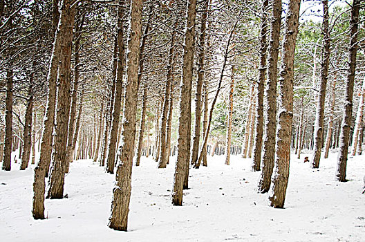 树林,冬天,白天