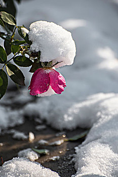 雪后月季花