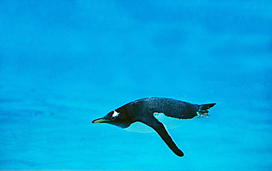 巴布亚企鹅,企鹅,阿德利企鹅属,巴布亚岛,成年,游泳