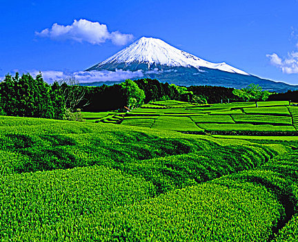 山,富士山,茶园