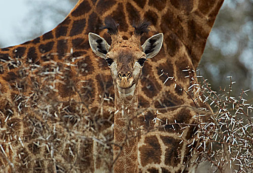 南非,长颈鹿,幼仔,凝视,母亲,克鲁格国家公园