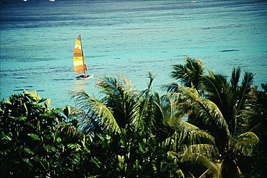 关岛,双体船,湾,青绿色,水,棕榈树,前景
