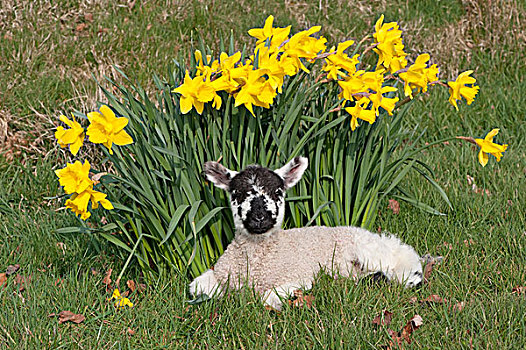 生活,绵羊,斯韦达尔,羊羔,休息,旁侧,水仙花,英格兰,英国,欧洲