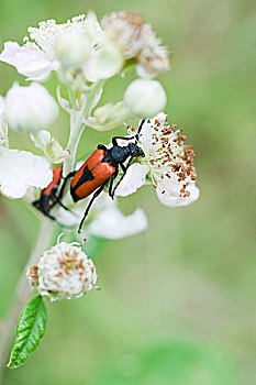 臭虫,爬行,花