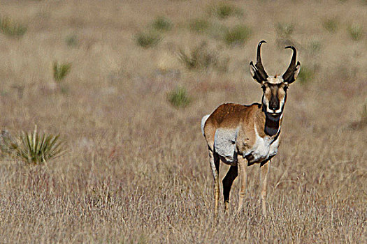 叉角羚,北美叉角羚,进食,草地,靠近,野生动植物保护区,索科罗镇,新墨西哥,美国