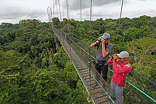 旅游,观鸟,住宿,亚马逊河,厄瓜多尔
