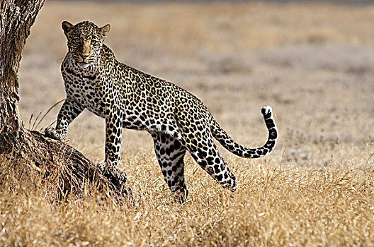 雄性,豹,准备,攀登,恩格罗恩格罗,坦桑尼亚,非洲