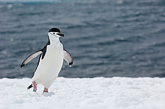 帽带企鹅,南极企鹅,走,南极