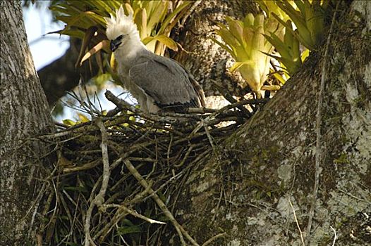 哈比鹰,角雕,五个,老,幼禽,巢穴,树,河,排水,亚马逊雨林,厄瓜多尔