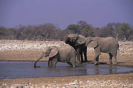 非洲,纳米比亚,埃托沙国家公园,大象,水坑